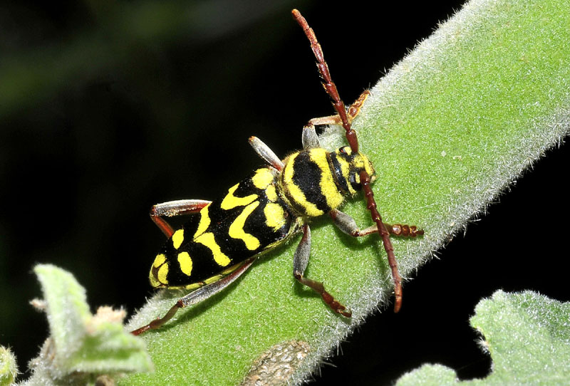 Plagionotus bobelayei  (Cerambycidae)